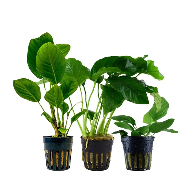 Pflanzen Set mit 3 Anubias Aquariumpflanzen Set Nr.242