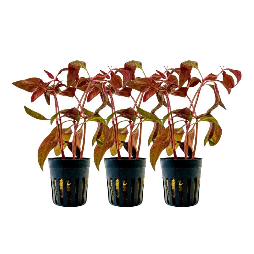 Aquarium Pflanze 3 Stück Alternanthera lilacina Topf Nr.323L