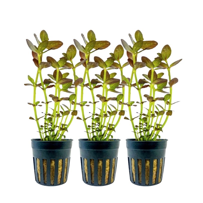 Aquarium Pflanze 3 Stück Bacopa salzmannii purple Nr.343B