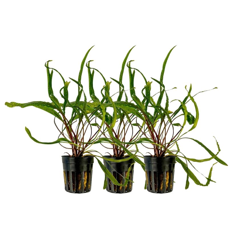 Aquarium Pflanze 3 Stück Cryptocoryne balansae Topf Nr.309B