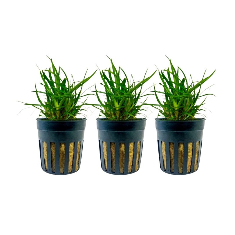 Aquarium Pflanze 3 Stück Eriocaulon sp. 'Vietnam' Topf Nr.391A