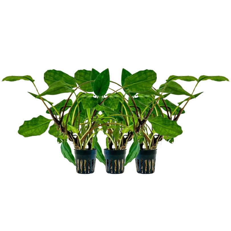 Aquarium Pflanze 3 Stück Lagenandra sp green Topf Nr.304