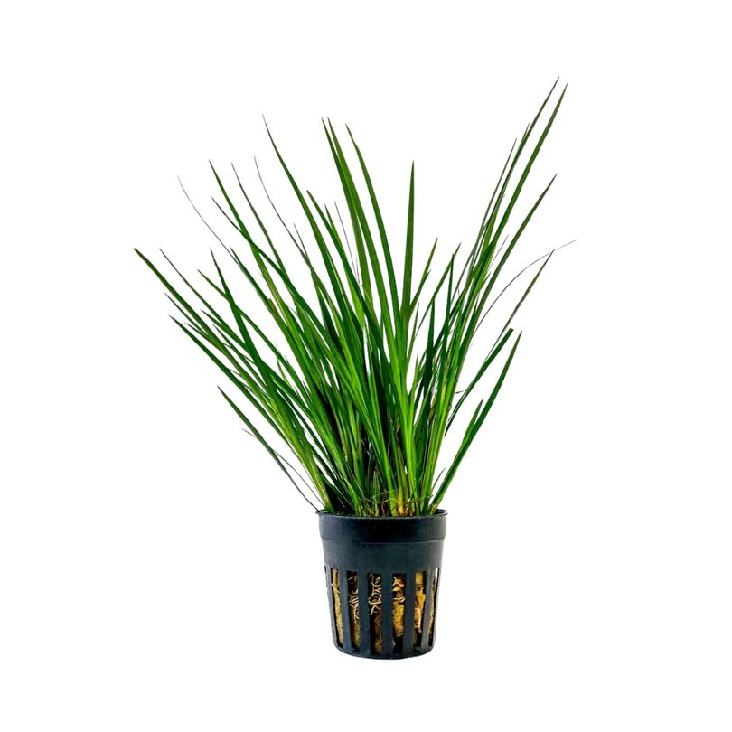 Terrarium Pflanze Acorus gramineus Topf Nr.401T