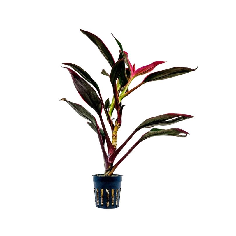 Terrarium Pflanze Cordyline red edge Topf Nr.402T