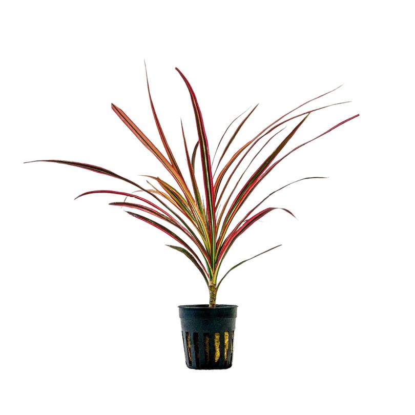 Terrarium Pflanze Dracaena marginata red Topf Nr.403T