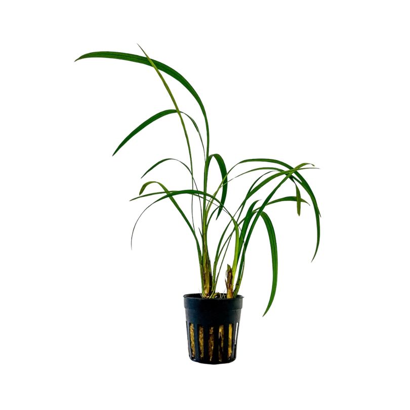 Terrarium Pflanze Ophiopogon gigantea Topf Nr.405T