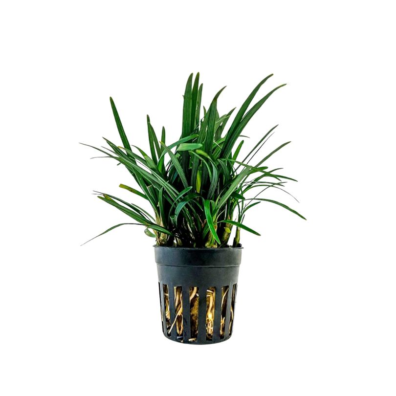 Terrarium Pflanze Ophiopogon kyoto Topf Nr.406T