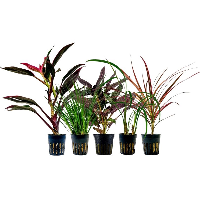 Pflanzen Set mit 5 Terrarienpflanzen Nr.270