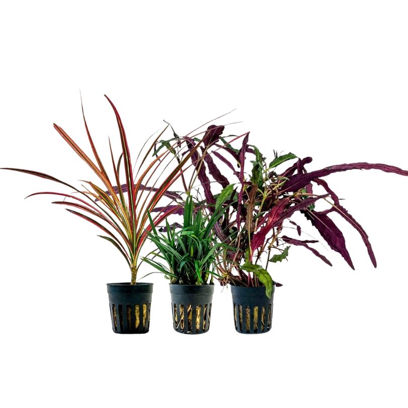 Pflanzen Set mit 3 Terrarienpflanzen Nr.277