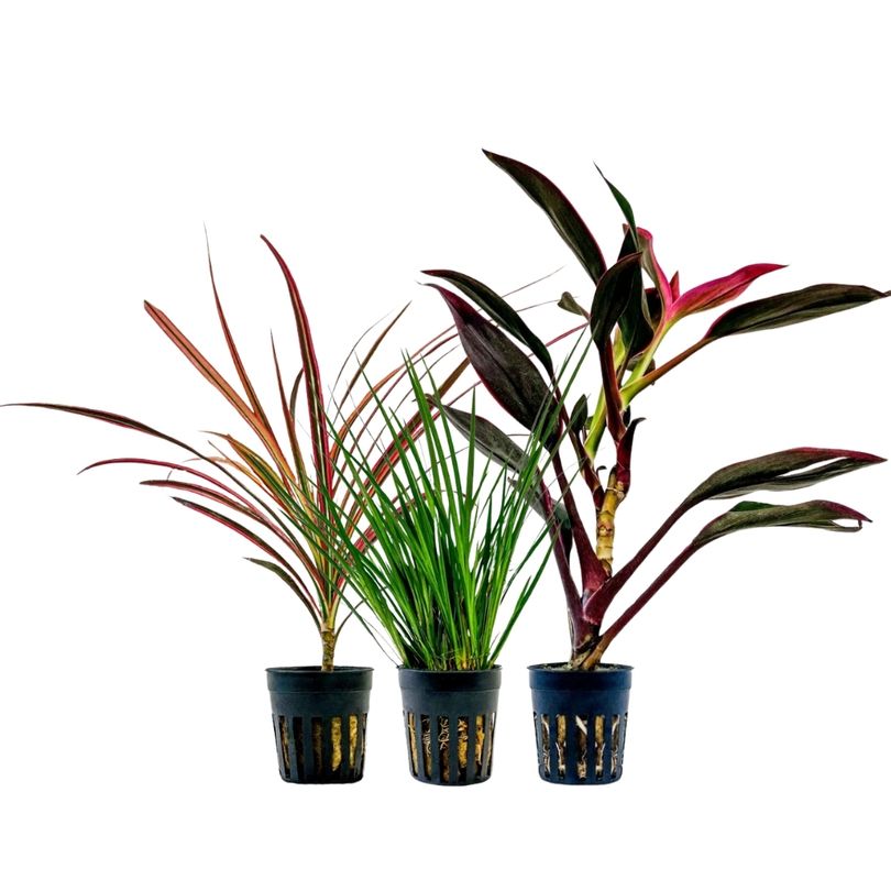 Pflanzen Set mit 3 Terrarienpflanzen Nr.278