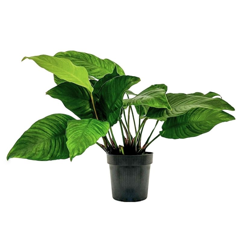 Mutterpflanze Aquariumpflanze Anubias heterophylla Topf Nr.302 XL