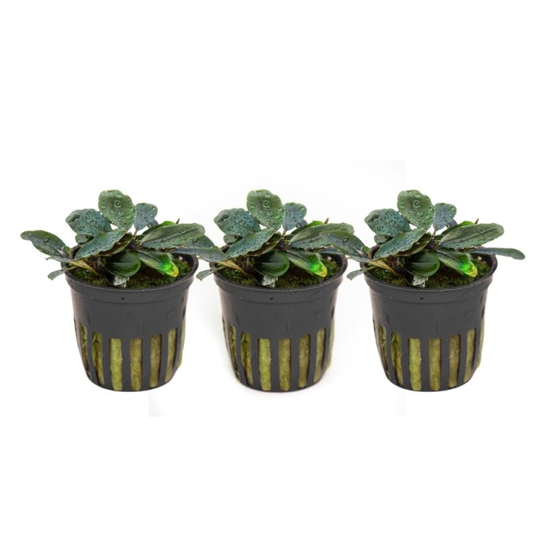 Aquarium Pflanze 3 Stück Bucephalandra sordidula 'Blue red' Wasserpflanze Tropica Nr.139D Set