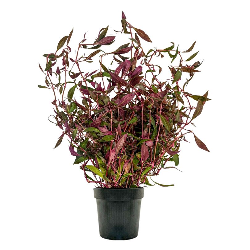 Mutterpflanze Aquarium Pflanze Alternanthera rosaefolia Nr.323L XL