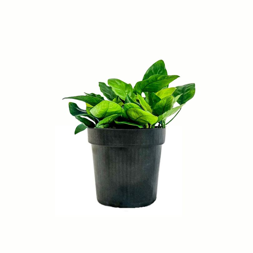 Mutterpflanze Aquariumpflanze Anubias barteri nana Nr.301 XL
