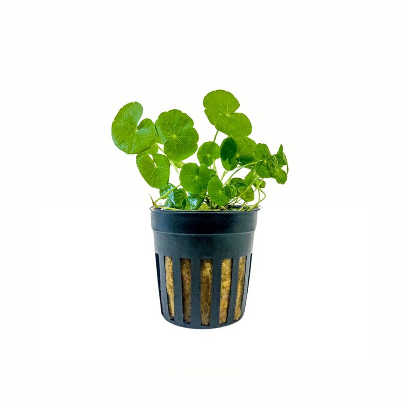Aquarium Pflanze Hydrocotyle leucocephala Nr.339L