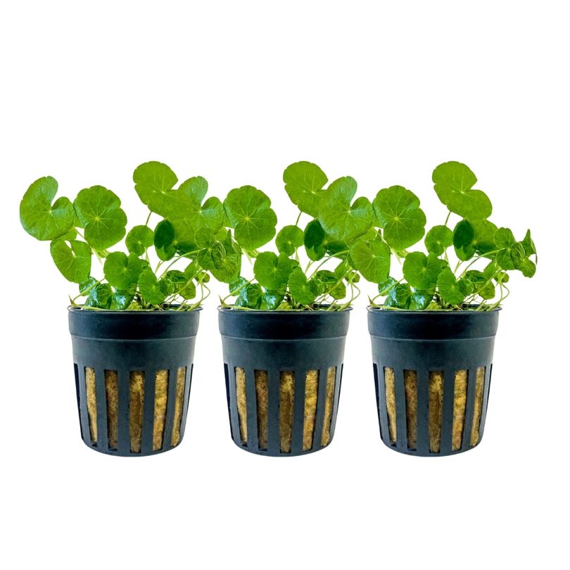 Aquarium Pflanze 3 Stück Hydrocotyle leucocephala Wasserpflanze Topf Nr.339L Set