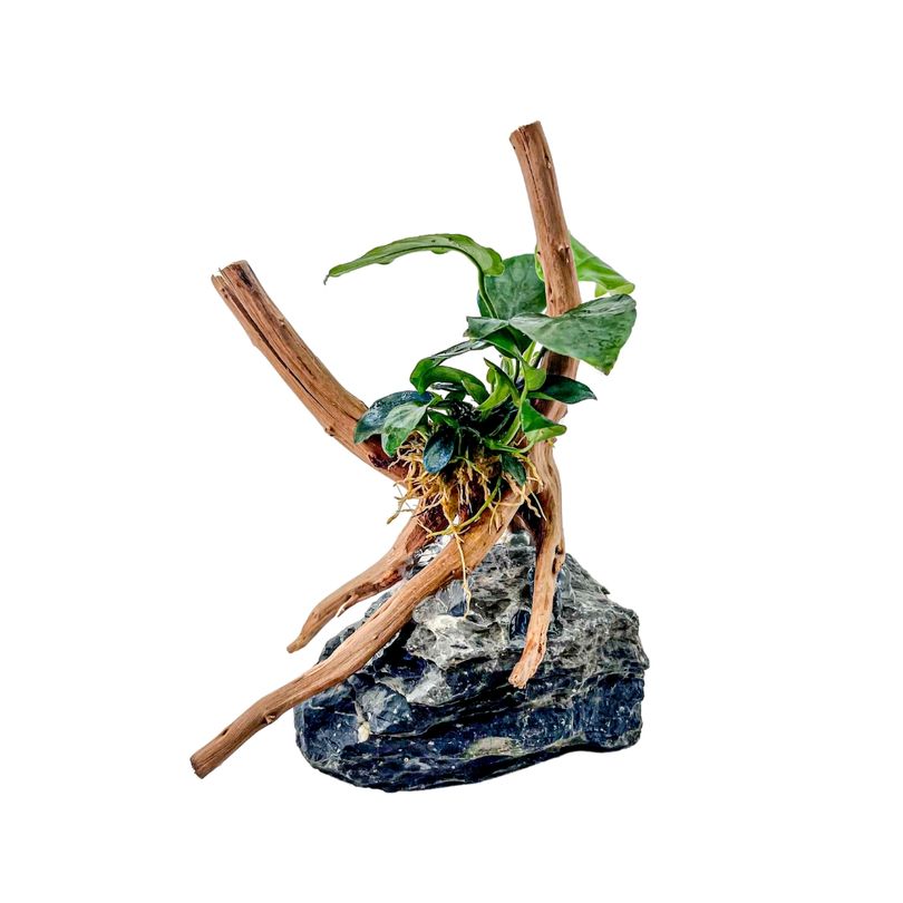 AquaOne Anubias nana Pflanze auf Moorkienwurzel mit Seiryu Stein