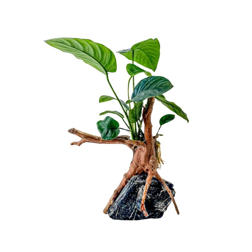 AquaOne Anubias barteri Pflanze auf Moorkienwurzel mit Seiryu Stein