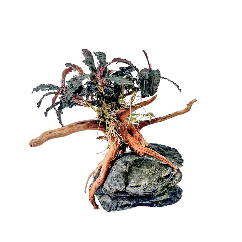 AquaOne Bucephalandra Pflanze auf Moorkienwurzel mit Seiryu Stein