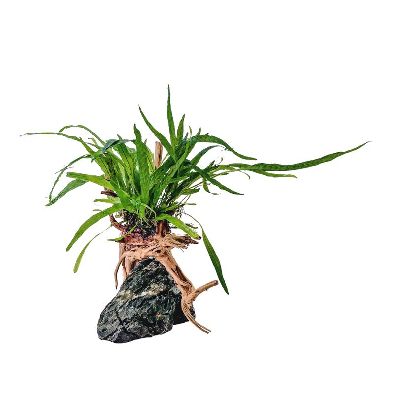 AquaOne Microsorum Pflanze auf Moorkienwurzel mit Seiryu Stein