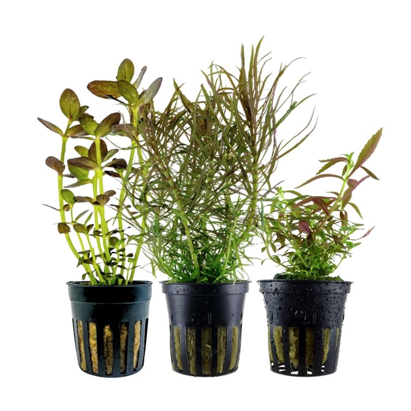 'Buntes' Set mit 3 Topf Pflanzen Aquariumpflanzen Set Nr.244