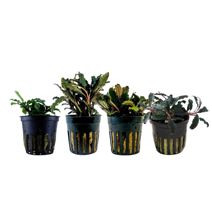 Pflanzen Set mit 4 Bucephalandra Aquariumpflanzen Set Nr.243