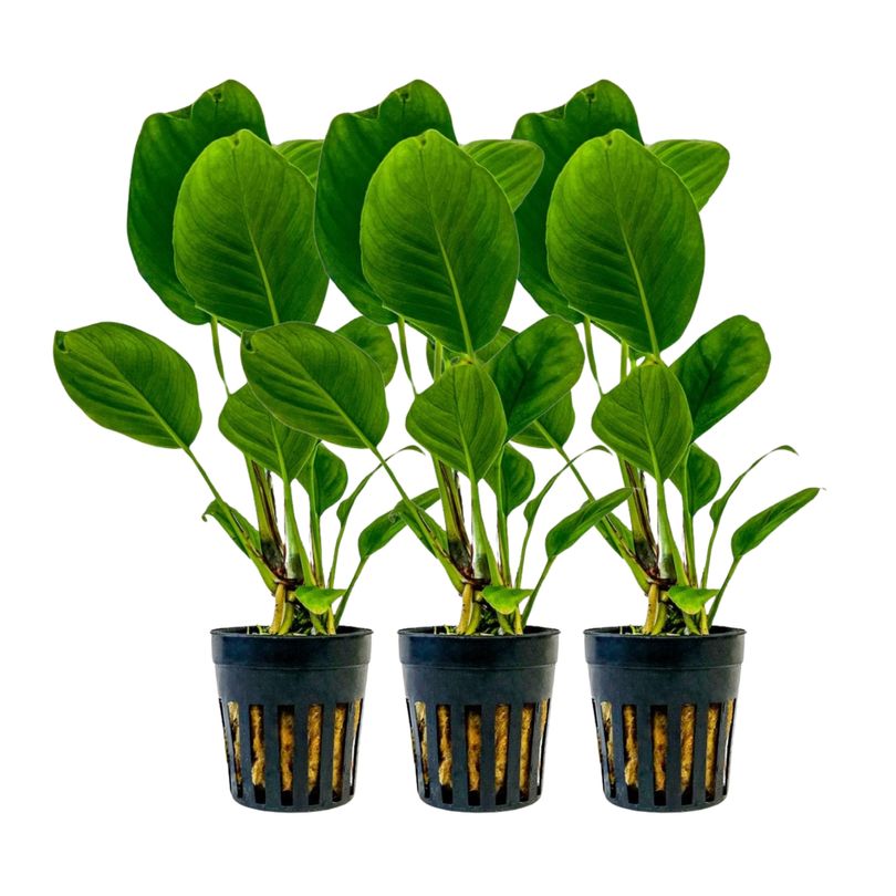 Aquarium Pflanze 3 Stück Anubias heterophylla Topf Nr.302