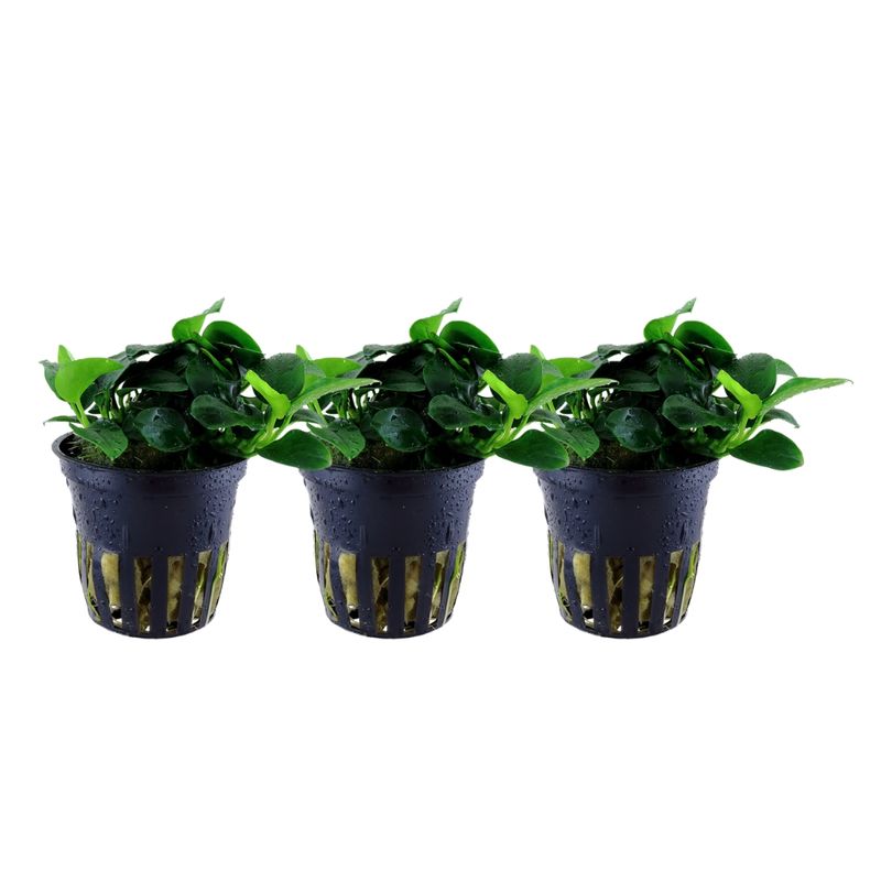 Aquariumpflanze 3 Stück Anubias barteri var. nana 'Bonsai' Nr.301H