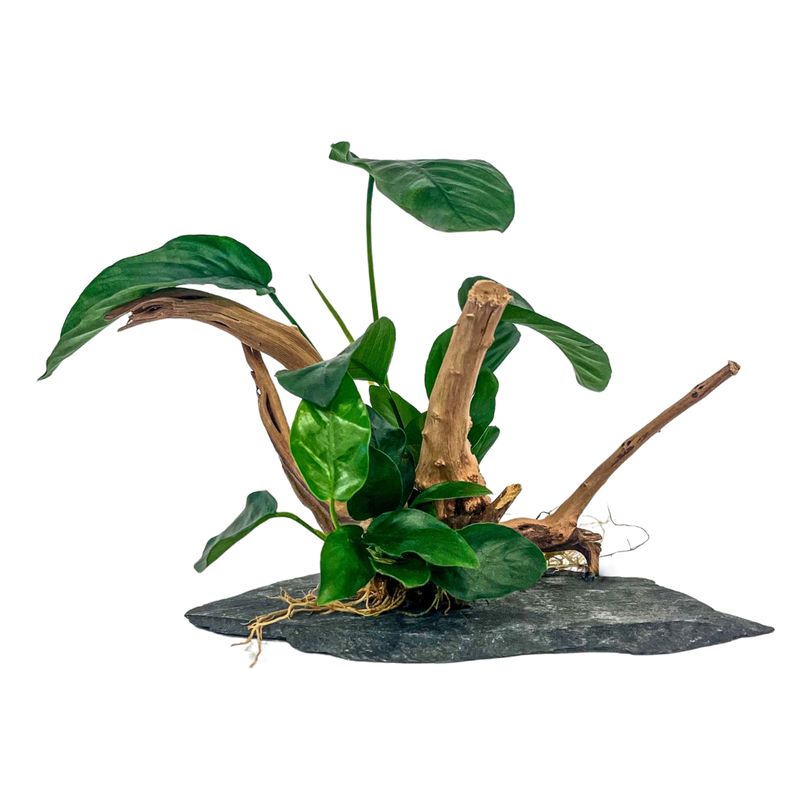 AquaOne 2 Anubias Pflanzen auf Moorkienwurzel mit Schieferplatte