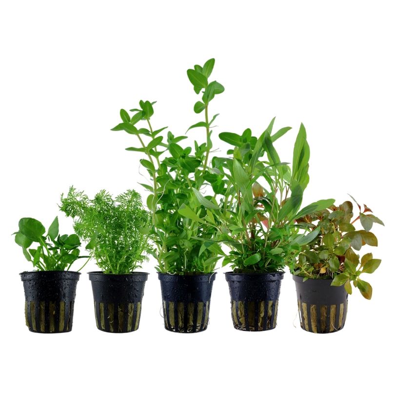 Pflanzen Set mit 5 schnellwachsenden Aquariumpflanzen Nr.250