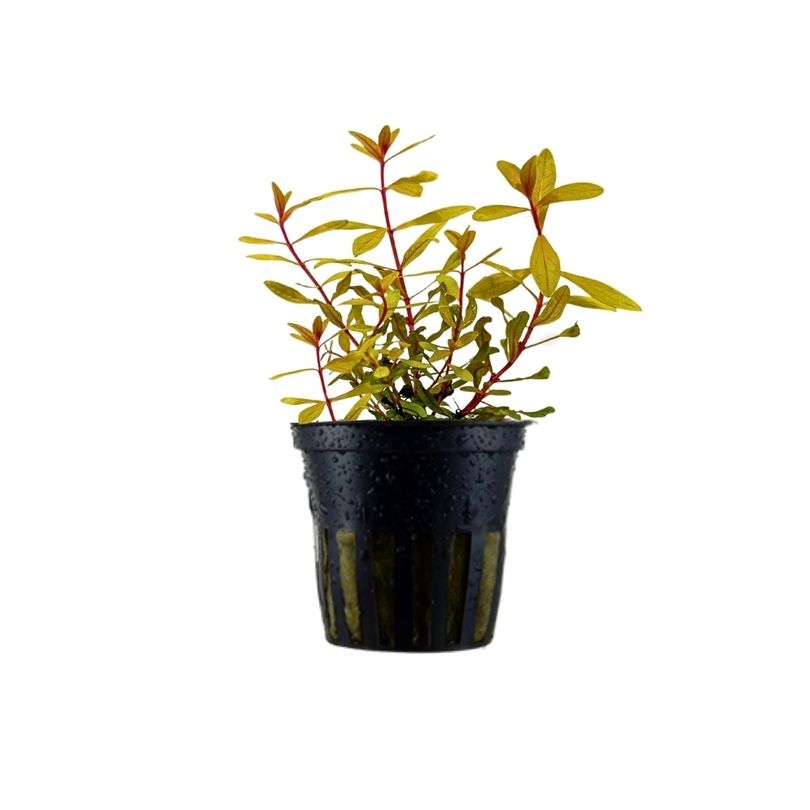 Aquarium Pflanze Ammannia pedicellata Gold Nr.333G