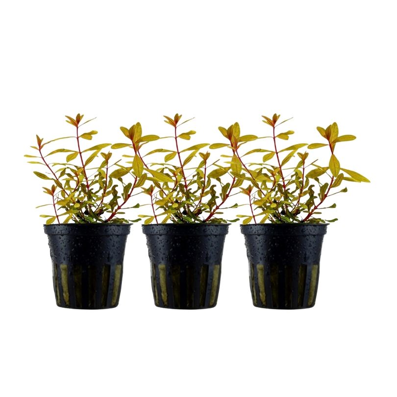Aquarium Pflanze 3 Stück Ammannia pedicellata Gold Nr.333G