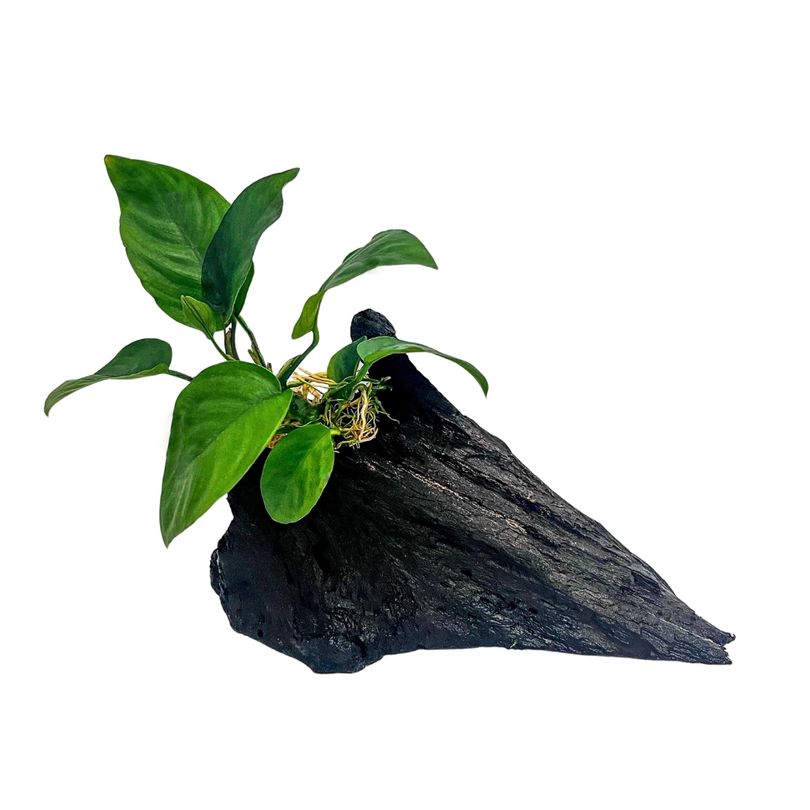 Aquarium Pflanze Anubias barteri auf Mangrovenwurzel AquaOne