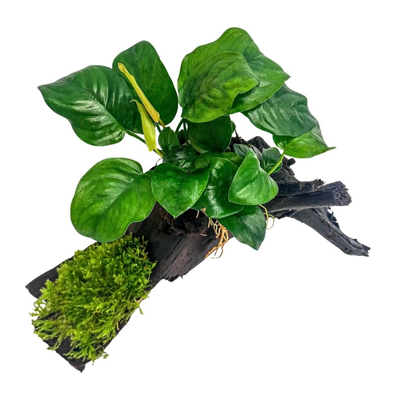 Aquarium Pflanze Anubias barteri und Moos auf Mangrovenwurzel AquaOne