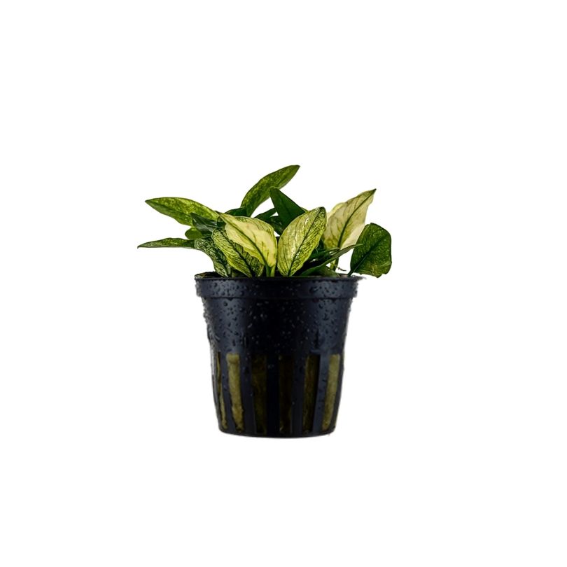 Aquariumpflanze Anubias nana 'Pinto' Nr.301E