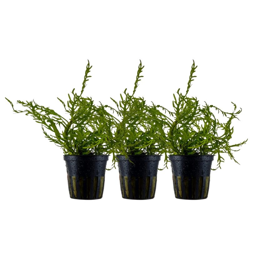 Aquarium Pflanze 3 Stück Hygrophila Odora 'Difformis' Wasserpflanze Nr.051D Set