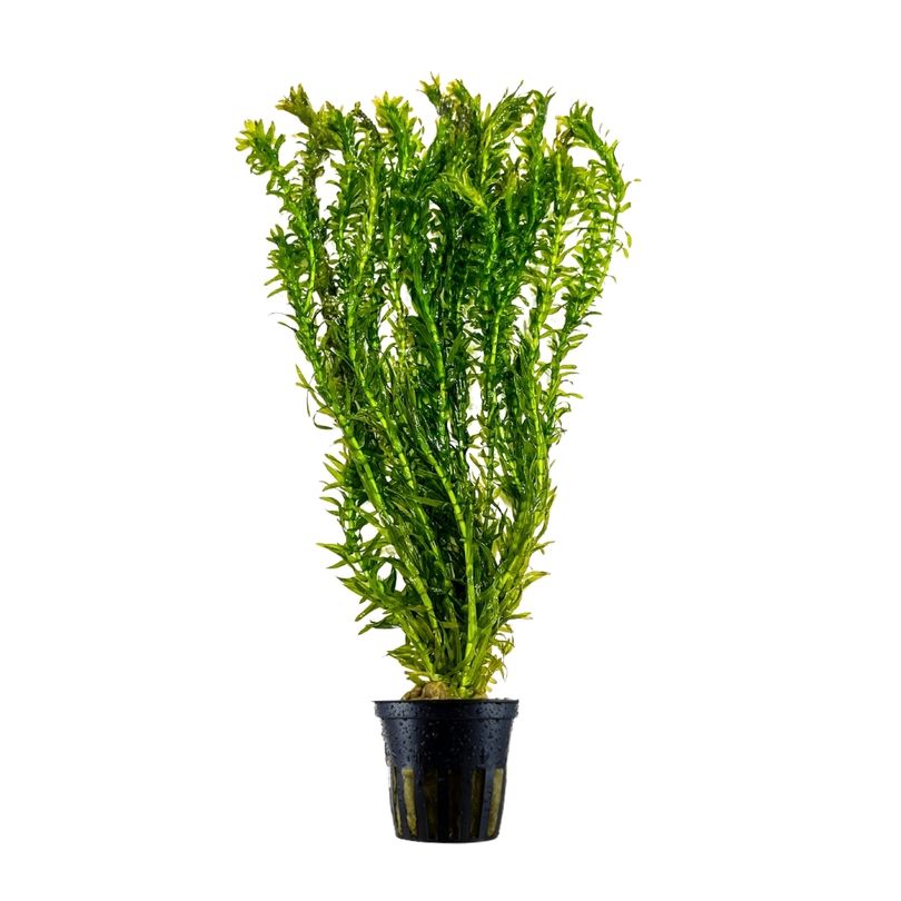 Aquarium Pflanze Elodea canadensis Nr.312