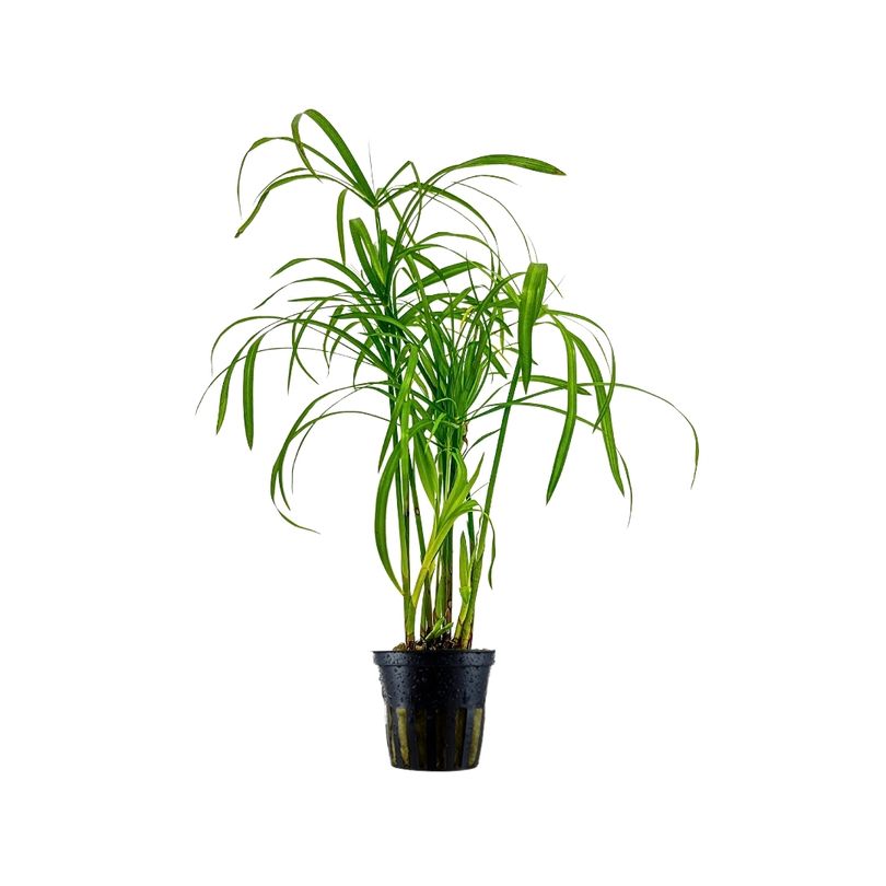 Aquarium Pflanze Cyperus alternifolius Wasserpflanzen Topf Nr.333C