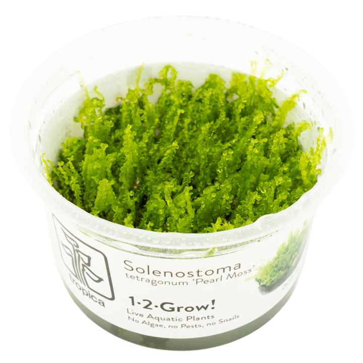 Aquarium Pflanze Moos Solenostoma tetragonum 'Pearl Moss' Tropica Nr.002 TC in Vitro 1-2 Grow