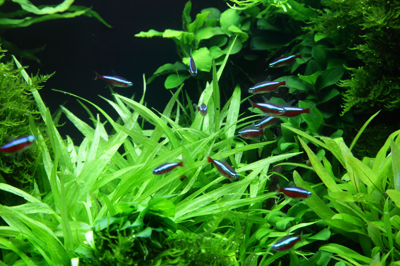 Aquarium Pflanze Helanthium bolivianum 'Quadricostatus' Tropica Nr.068 TC in Vitro