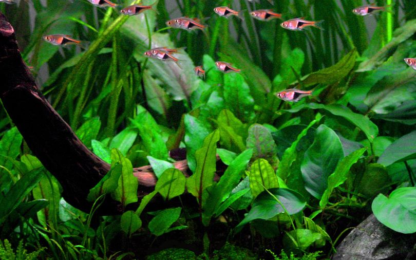 Aquarium Pflanze Cryptocoryne wendtii 'Green' Tropica Nr.109 TC in Vitro