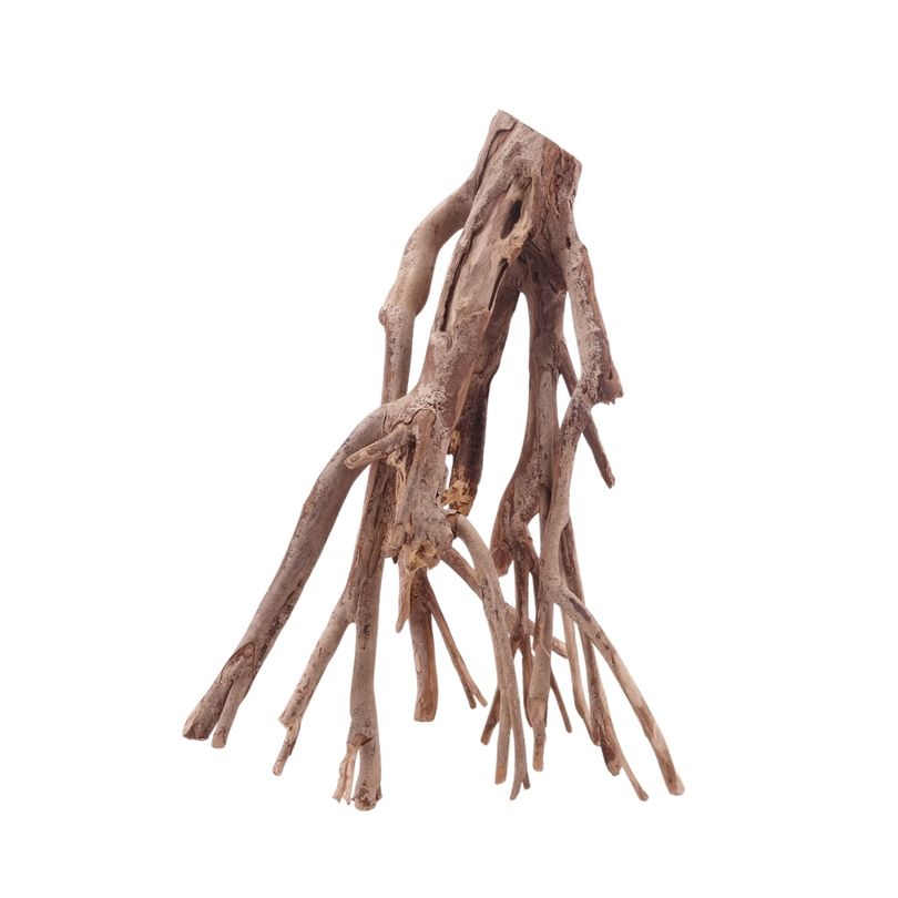 XL Talawa Wurzel Nr.5024