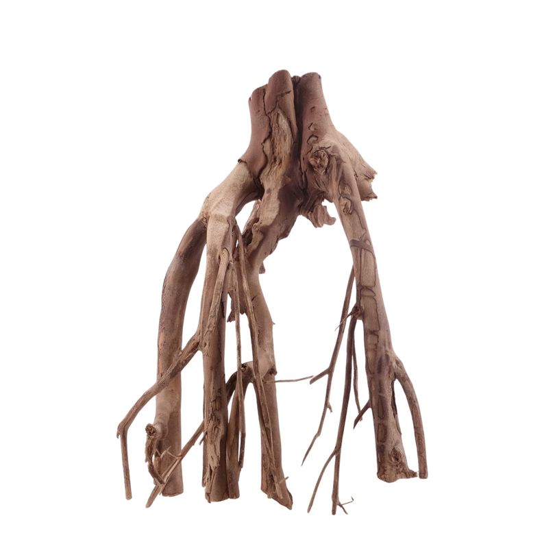 XL Talawa Wurzel Nr.5029