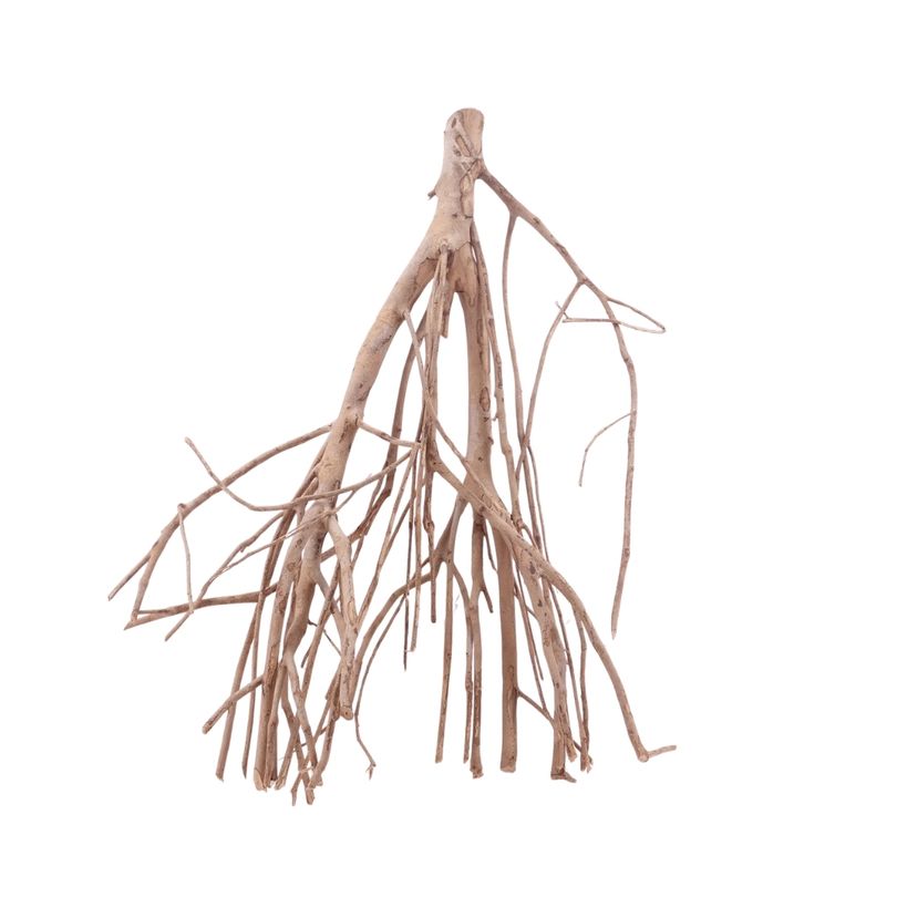 XL Talawa Wurzel Nr.5030