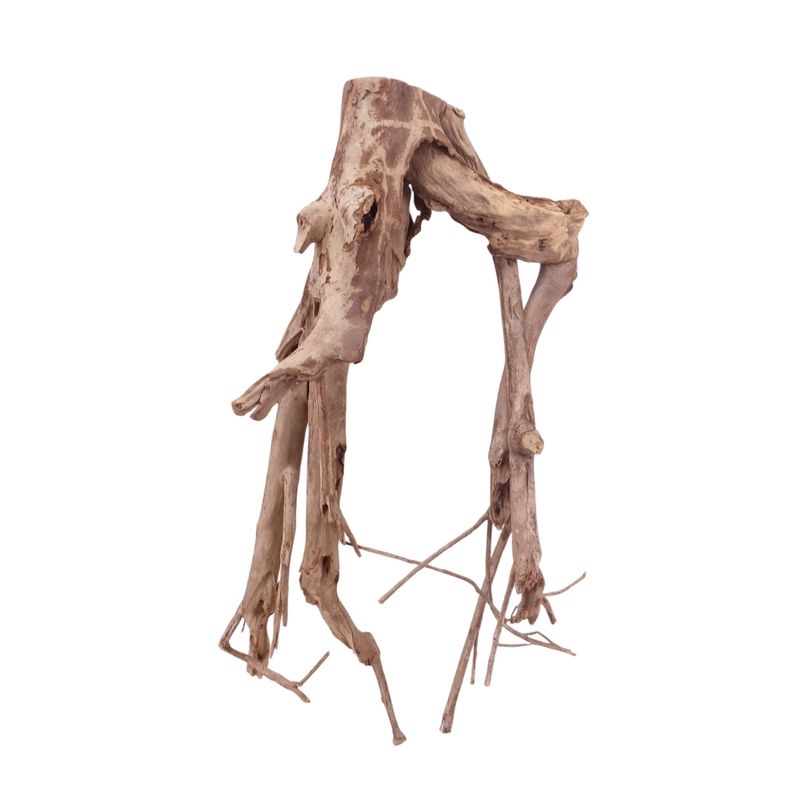 XL Talawa Wurzel Nr.5034