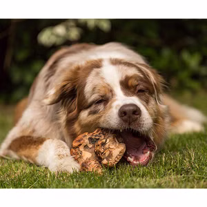 Kauwurzel aus Holz für Hunde S S