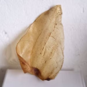 Rinderohren 1 Stück