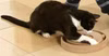 Karlie Kitty Brain Train, 2-seitig 1 Stück