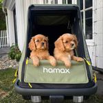 Hamax Pluto M Hundeanhänger (gratis Pet Genie Hundekot-Entsorgungssystem)