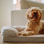 Nobby Pet CALBU Orthopädisches Sofa eckig (100 x 65 x 19 cm)
